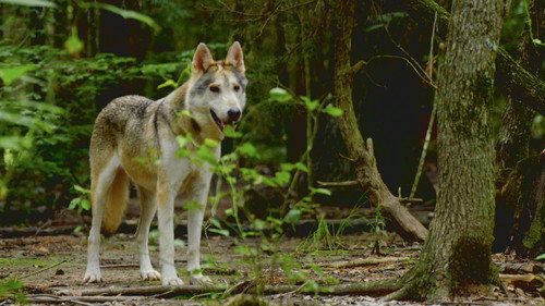 Pit Bulls and Parolees Season 16 Episode 3 - No Wolf Left Behind