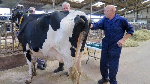 The Incredible Dr. Pol Season 11 Episode 1 - It's All Dutch to Me