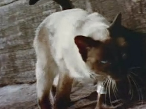 Skippy the Bush Kangaroo Season 3 Episode 3 - The Prince of Siam