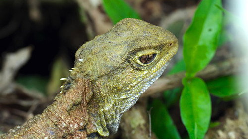 Modern Dinosaurs Season 1 Episode 1 - The Tuatara
