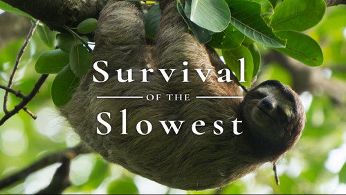 The Nature of Things Season 65 Episode 6 - Survival of the Slowest