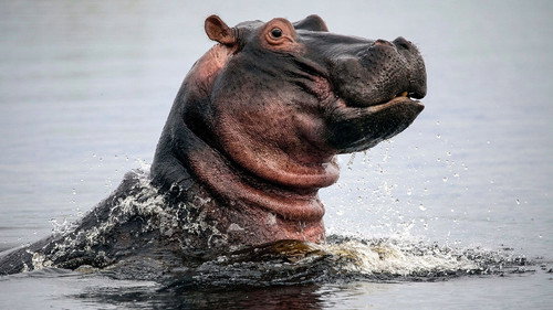 Natural World Season 39 Episode 2 - Hippos: Africa's River Giants