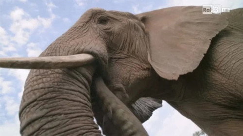 Ulisse - The Pleasure of Discovery Season 16 Episode 4 - Learning From Nature