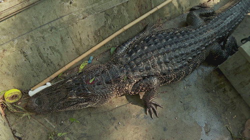 Swamp People Season 15 Episode 13 - Swamp Jaws