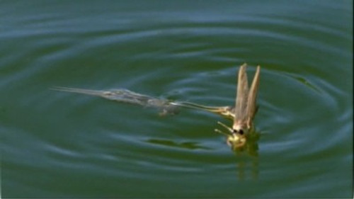 Life in the Undergrowth Season 1 Episode 2 - Taking to the Air