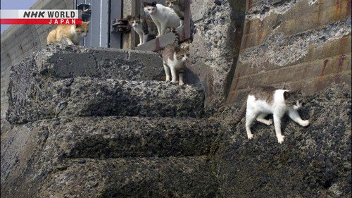 A Cat's-Eye View of Japan Season 3 Episode 13 - Kagawa: A Cat Island Paradise