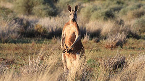 Wild Australia Season 1 Episode 1 - Desert of the Red Kangaroo