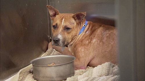 Pit Bulls and Parolees Season 4 Episode 10 - Buried Alive