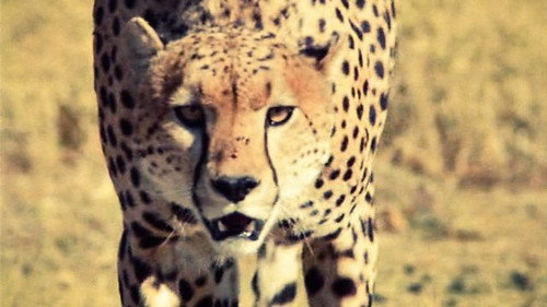 Life on Earth Season 1 Episode 11 - The Hunters and Hunted