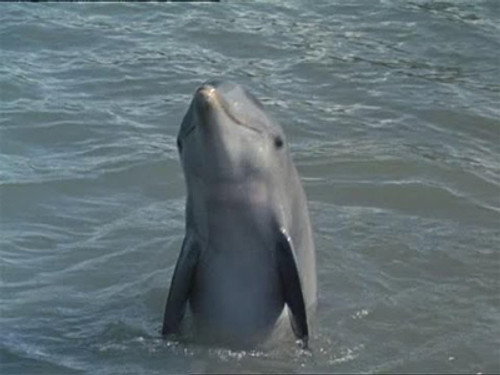 Flipper's Underwater Museum still