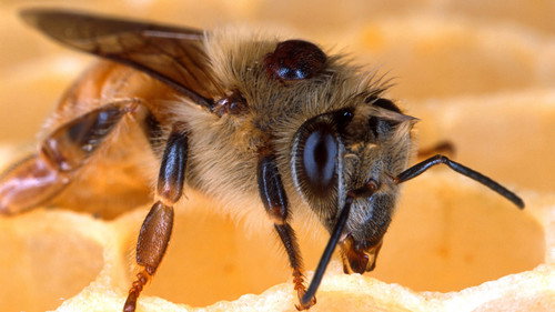 Nature Season 26 Episode 1 - Silence of the Bees