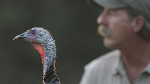 Nature Season 30 Episode 4 - My Life as a Turkey