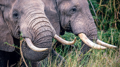 Secrets of the Elephants Season 1 Episode 1 - Savanna