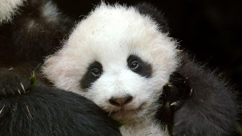 Nature Season 39 Episode 1 - Pandas: Born To Be Wild