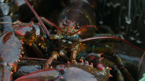 Farm Crime Season 2 Episode 5 - The Lobster Looting at Long Cove