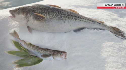 Seasoning the Seasons Season 15 Episode 5 - Cod: Loved in Every Way