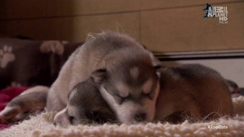 Too Cute Season 2 Episode 4 - Spotted, Pampered Pups