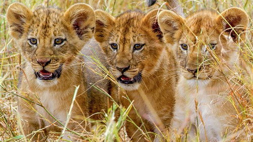 Serengeti Season 3 Episode 3 - Kinship