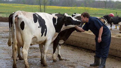 The Incredible Dr. Pol Season 2 Episode 2 - Udder Madness