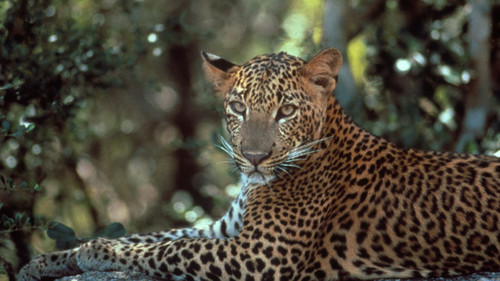 Nature Season 21 Episode 12 - Leopards of Yala