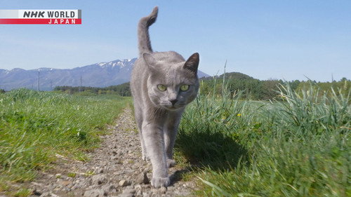 A Cat's-Eye View of Japan Season 1 Episode 18 - Iwate: Traditional Country Living