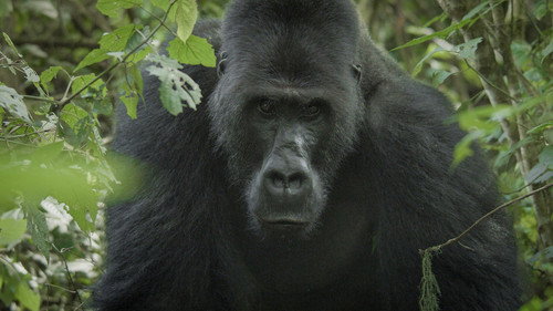 Nature Season 43 Episode 1 - Silverback