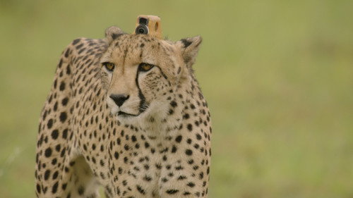 Animals with Cameras Season 1 Episode 2 - Episode 2
