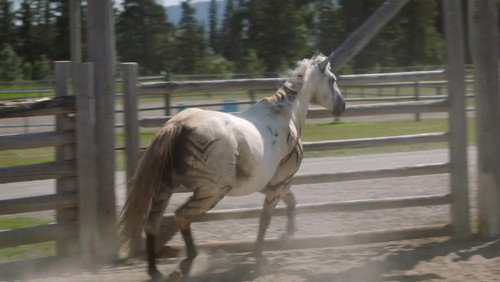 Heartland Season 16 Episode 6 - Into the Wild