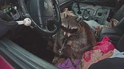 My Strange Arrest Season 3 Episode 6 - Meth Raccoon