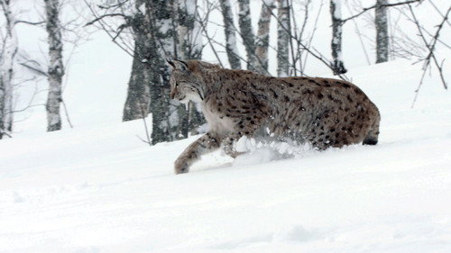 Wild Russia Season 2 Episode 3 - Siberia's Frozen Heart
