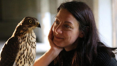 Nature Season 36 Episode 4 - H is for Hawk: A New Chapter