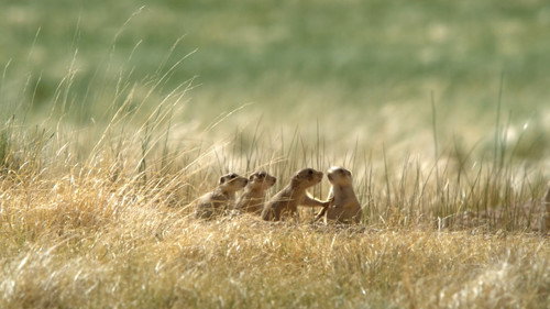 Prairie Dog Manor Season 1 Episode 7 - The Little Rascal