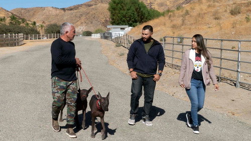 Cesar Millan: Better Human, Better Dog Season 1 Episode 5 - Pack Attack
