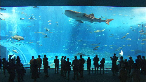Aquariums still