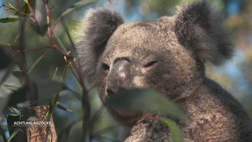 Achtung Abzocke Season 29 Episode 6 - Australia - Down Under upside down