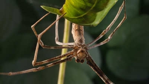 Micro Monsters with David Attenborough Season 1 Episode 4 - Reproduction