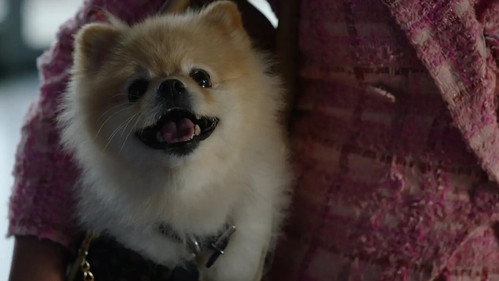 Wild Cards Season 2 Episode 9 - Barking Bad