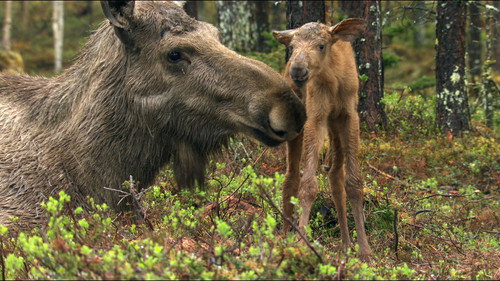 Wild Scandinavia Season 1 Episode 6 - Sweden