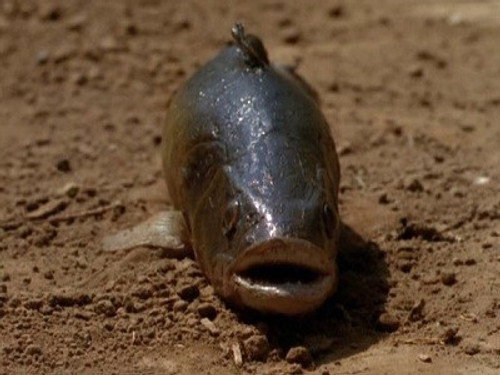 First Wave Season 1 Episode 7 - Lungfish