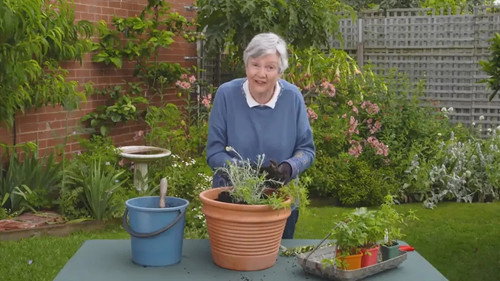 Gardening Australia Season 34 Episode 5 - Episode 5 Mango, Grass Tree, Herbs, Indoor Plant & Light