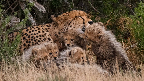 Cheetah Family & Me Season 1 Episode 1 - Episode 1