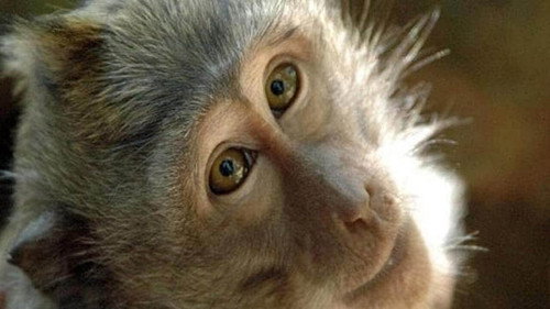 Superquark Season 28 Episode 5 - The world of monkeys