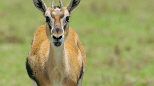 Mamas Season 1 Episode 10 - Thomson's Gazelle