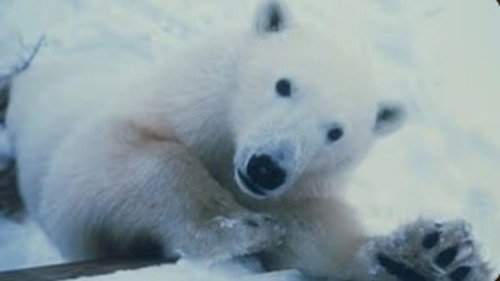 Nature Season 19 Episode 6 - Polar Bear Invasion