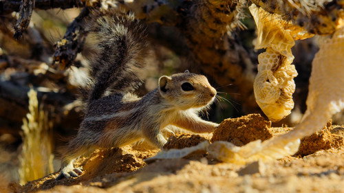 Tiny World Season 2 Episode 2 - Desert