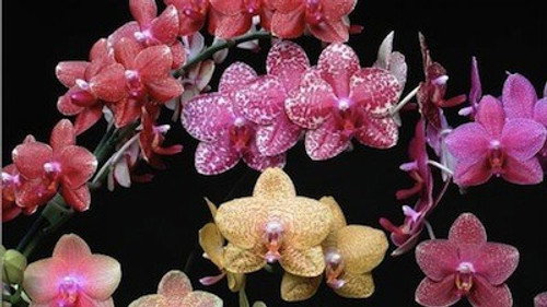 NOVA Season 30 Episode 7 - The Orchid Hunter