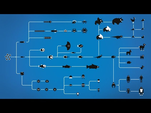 Kurzgesagt - In a Nutshell Season 1 Episode 1 - How Evolution Works
