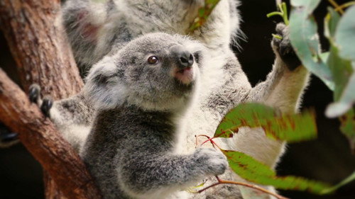 72 Cutest Animals Season 1 Episode 1 - Fluff and Stuff