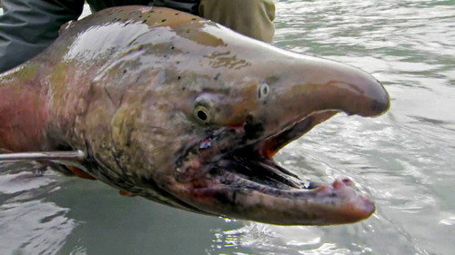 River Monsters Season 7 Episode 4 - Alaska's Cold Water Killer