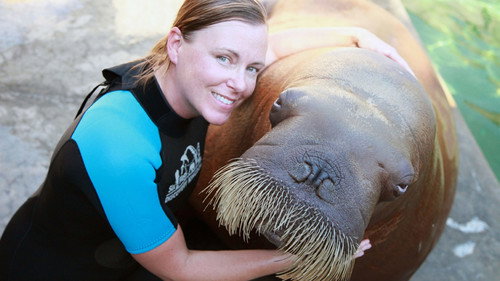 Natural World Season 33 Episode 8 - Walrus: Two Tonne Tusker